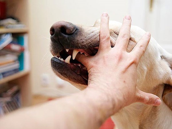 Giải mã giấc mơ thấy chó cắn điềm gì?