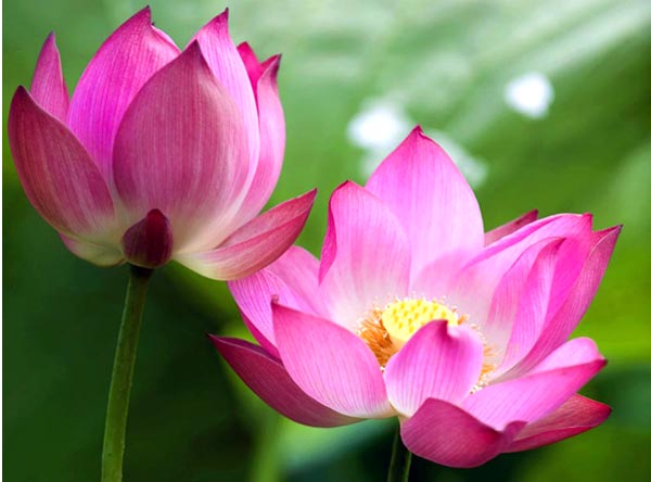 mo thay hoa sen