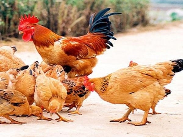 Nằm mơ thấy đàn gà đánh con gì? Ý nghĩa giấc mơ