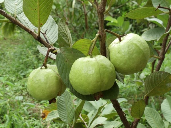 Giấc mơ thấy cây ổi báo điềm may hay rủi, đánh con gì phát tài?