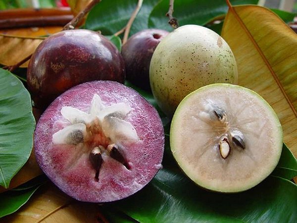 Mơ thấy quả vú sữa đánh con gì, báo mộng điềm gì?